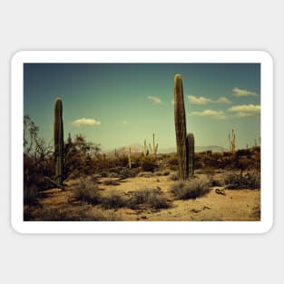 Arizona Landscape - Sonoran Desert Sticker